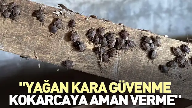 'Yağan kara güvenme, kokarcaya aman verme'