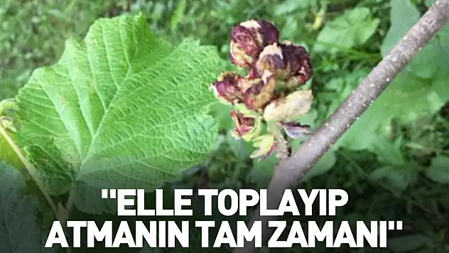 'Elle toplayıp atmanın tam zamanı'