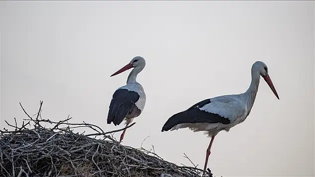 6 yıldır göç etmeyen iki leylek, Pertek ilçesini mesken tuttu