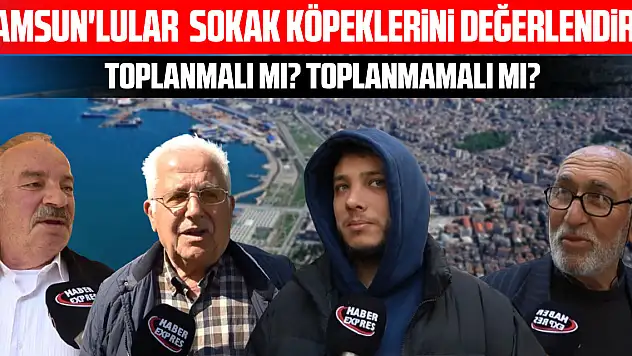 Samsun'lular  Sokak Köpeklerini değerlendirdi Toplanmalı mı? toplanmamalı mı?