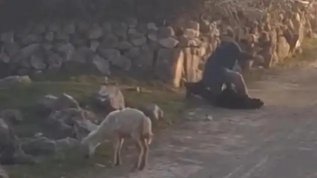 Küçükbaş hayvana eziyet eden kişi tepki çekti