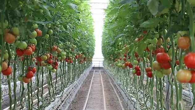 İstihdama da ekonomiye de katkı sağlayacak