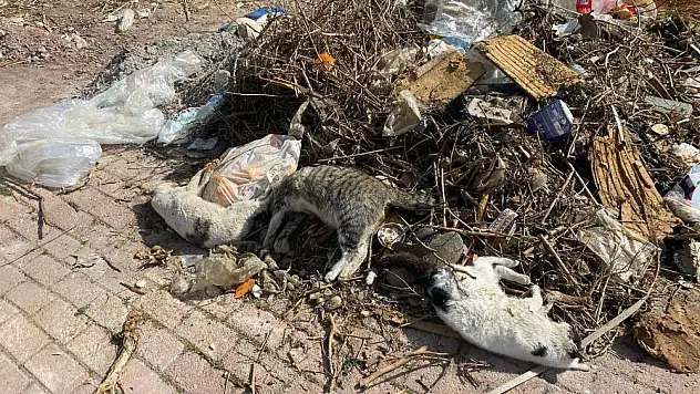 Serik'te çok sayıda ölü kedi bulundu
