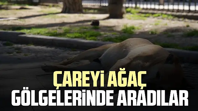 Çareyi ağaç  gölgelerinde aradılar