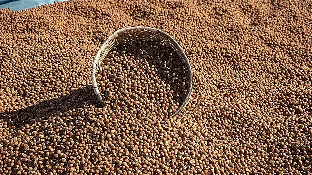 Fındık 132-140 lira arasında işlem görüyor