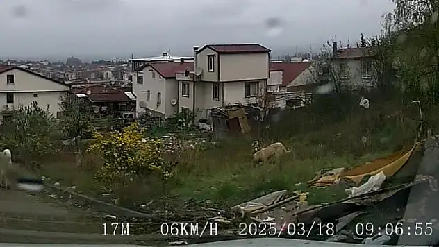 Sokak köpeklerinin saldırdığı çocuk ağır yaralandı