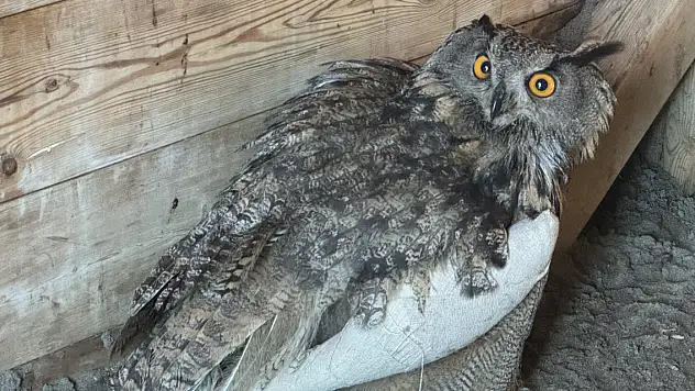 Puhuya özenle bakılıyor