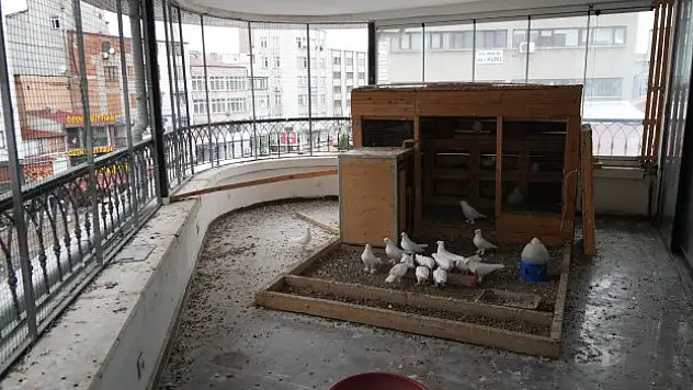 İşyerinin terasını kümese dönüştürdü