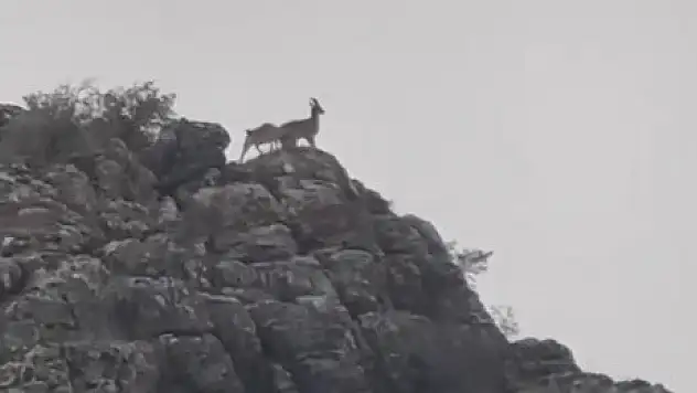 Dağ keçileri sürü halinde görüntülendi