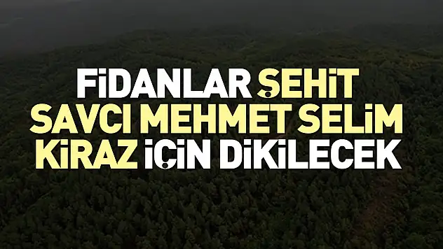 Fidanlar Şehit Savcı Mehmet Selim Kiraz için dikilecek
