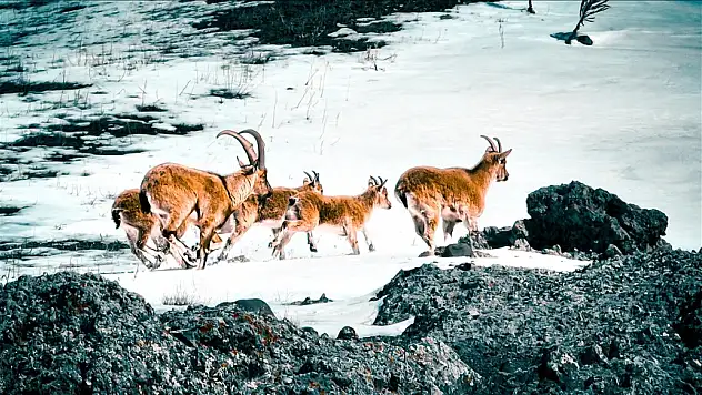 Sarp kayalıklarda yaban keçileri görüntülendi