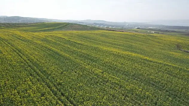 Kanola bitkilerinin görsel şöleni