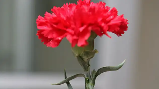 Mübadelenin 88. yıl dönümü anılacak