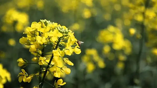 Kanolalar tarlaları renklendirdi