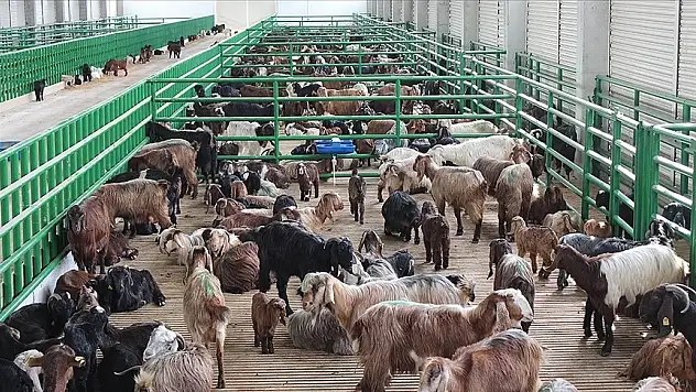 İkinci dönem hayvancılık destekleme başvuruları yarın başlıyor