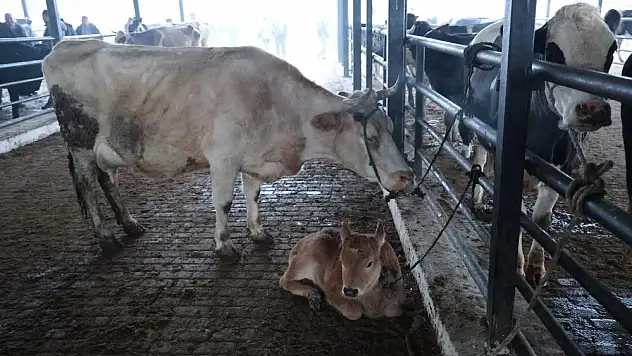 Doğal ve sağlıklı yaşam kıymetlendi
