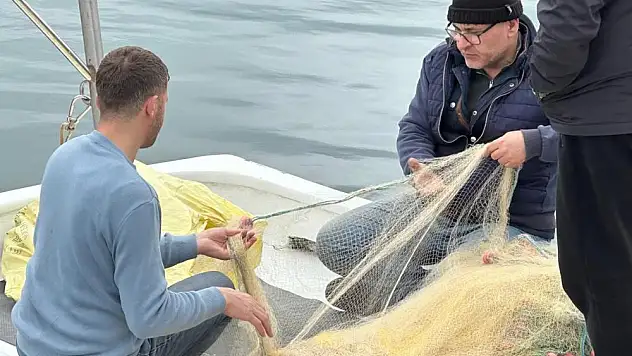 Sinoplu balıkçılar sezonu mutlu kapatıyor