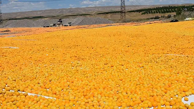 Kuru kayısı ihracatında miktar arttı, gelir azaldı