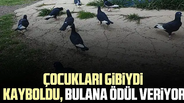 ÇOCUKLARI GiBiYDi KAYBOLDU, BULANA ÖDÜL VERiYOR