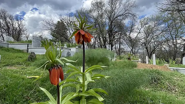 Baharın müjdecisi ters laleler açtı