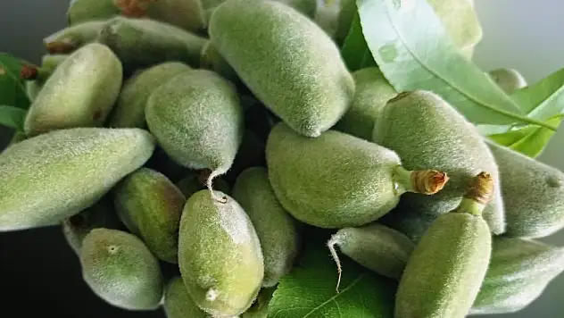 İlk mahsulleri dallarından toplandı