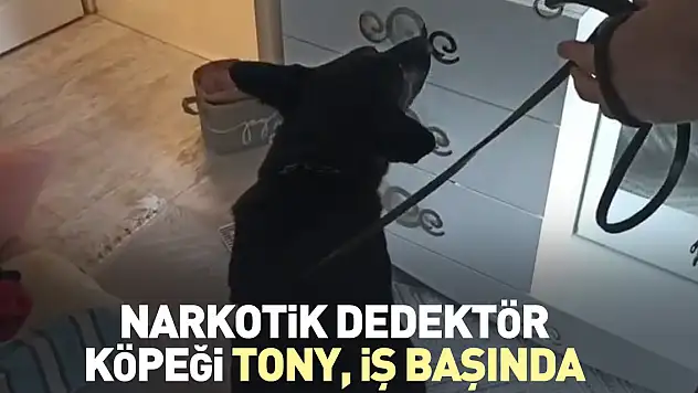 Narkotik dedektör köpeği Tony, iş başında