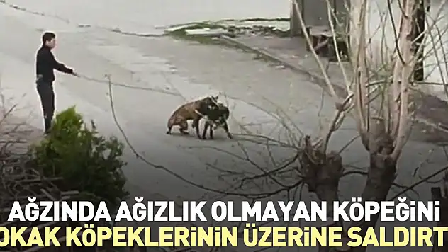 Ağzında ağızlık olmayan köpeğini, sokak köpeklerinin üzerine saldırttı