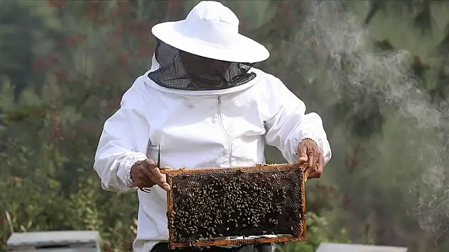 Tescilli Hatay arısının bal verimi