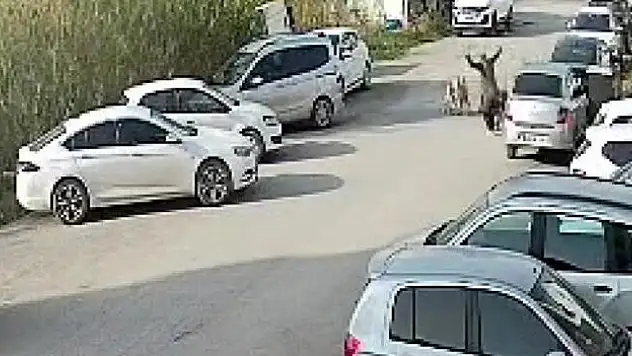 Sokak köpeği dehşeti