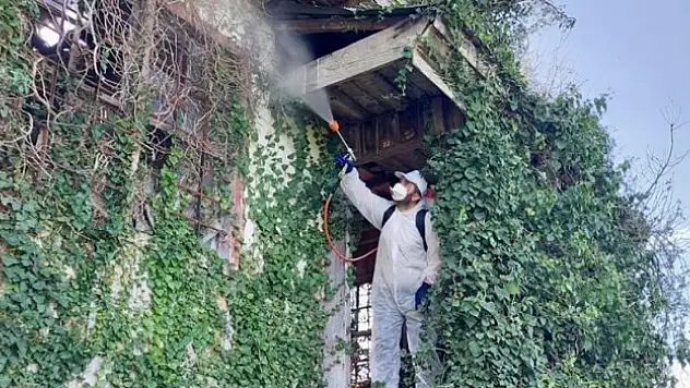 200 bini aşkın samuray arısı hazır