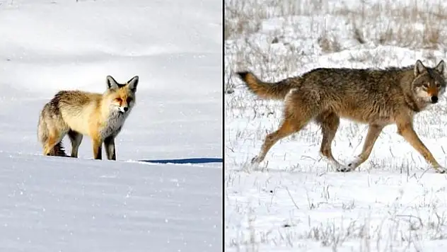 Arazide yiyecek ararken görüntülendi