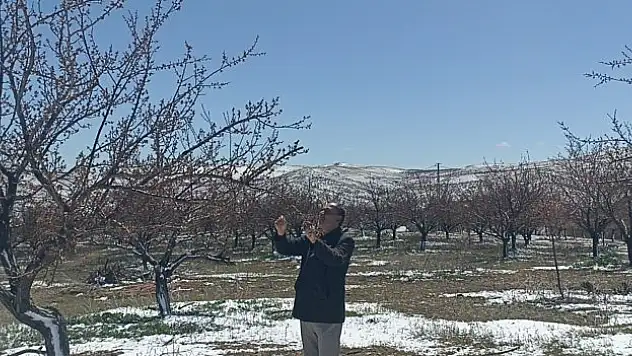 Sivas'ta don kayısıyı vurdu