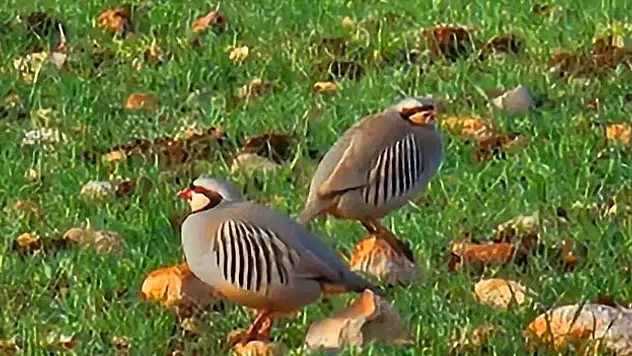 'Yabani yaşamın keyfini de yaşayacaklar'