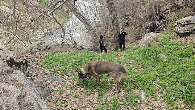 Kadavra arama köpeği Melo, ormanlık alanı taradı