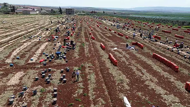bereketli soğan hasadı başladı