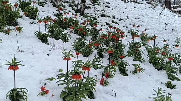 Baharın müjdecisi kar altında kaldı
