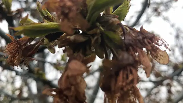 Üretici destek ve yardım bekliyor