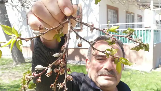 Kayısının başkentinde zarar büyük