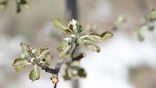 Zirai don, elma üreticilerini üzdü