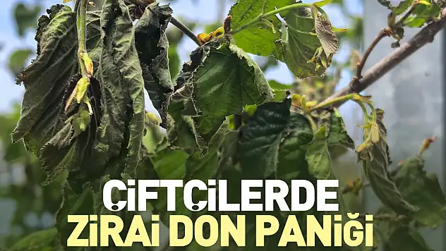 Çiftçilerde zirai don paniği