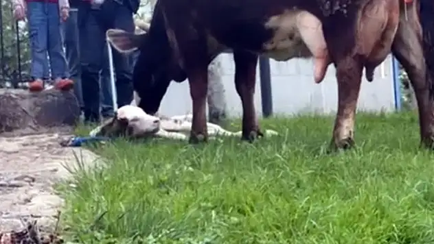 Belediye Çalışanlarından Hamile İneğe müdahale