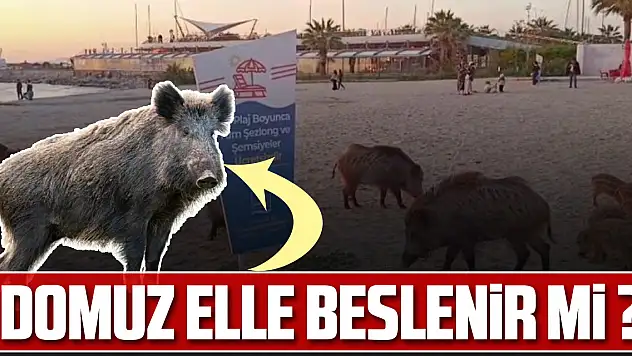 DOMUZ ELLE BESLENİR Mİ ?
