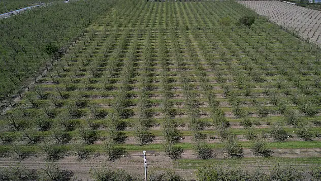 Bursa'da armut ve şeftali kurtuldu