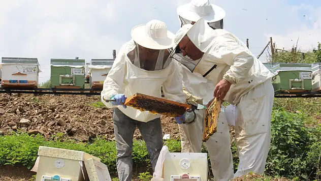 Zirai don ağzımızın tadını kaçıracak bal üretimi