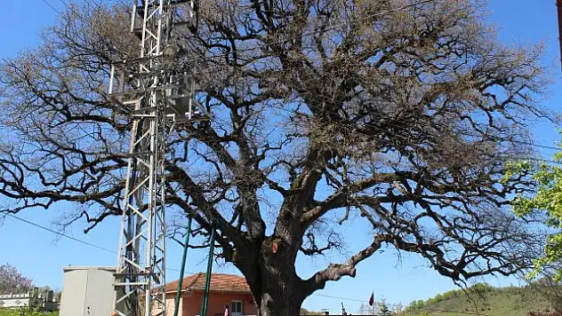 Tescilli  'Koca Meşe'