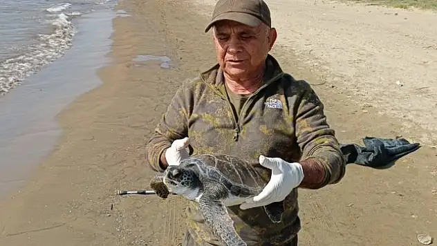 Yeşil Deniz Kaplumbağası yaşam alanına bırakıldı
