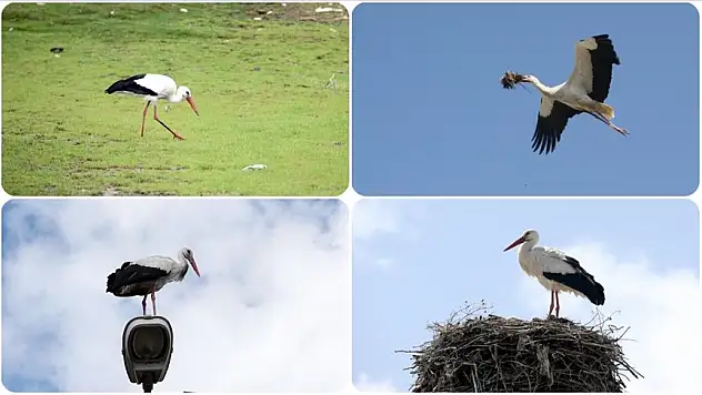 'Dedemizden beri leylekler köyümüze geliyor, Leyleklerle aile gibiyiz'