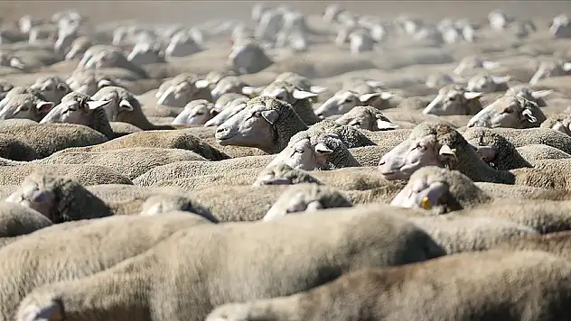 TİGEM 700 küçükbaş hayvan satacak