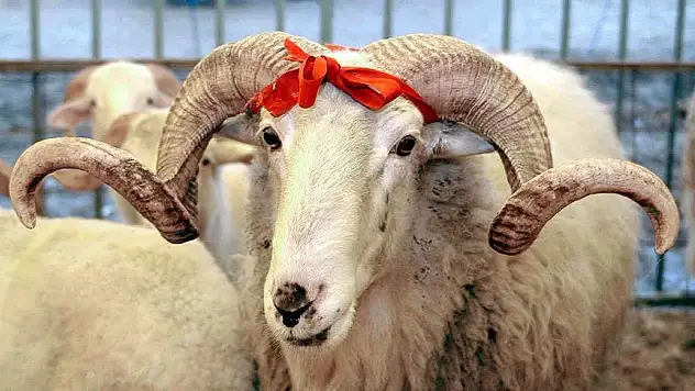 Vekaletle kurban kesim bedeli yurt içinde 13 bin 500