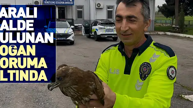 Yaralı halde bulunan doğan koruma altında